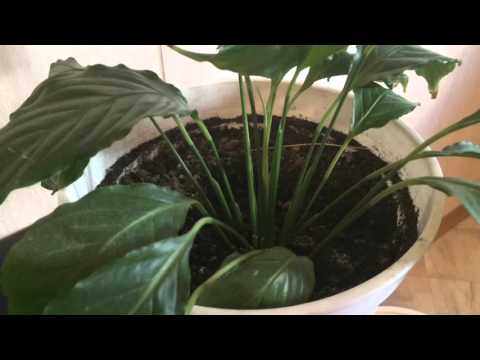 Video: Kā Transplantēt Spathiphyllum (sievietes Laimi) Mājās