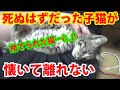 捨てられて死ぬはずだった子猫が懐いて膝の上から離れない