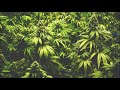 Lil Music - Smoking (reggae)