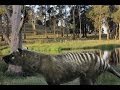 Tasmanian tiger remains discovered in northern Tasmania thylacine