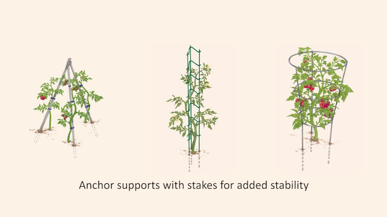 OSU Master Gardeners: Proven Practices for Tomatoes in Your Garden