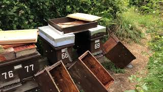 Late summer nucs and requeening
