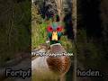 3 Tiere mit den verstörendesten Fortpflanzungsmethoden #tiere #tierwelt #ente #fürdich #shorts