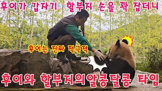 맙소사!💥후이바오가 갑자기 할아버지 손을 꽉 잡더니🤝 한참 동안 놓아주질 않았어요..할부지는 하루 종일 행복하게 미소 지으셨어요🐼🩷👨후이바오와 할부지의알콩달콩 타임