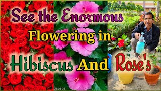 Just 2 tips for Enormous number of Flowers in Hibiscus and Roses. Apply it See it yourself