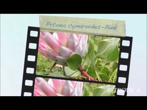 Video: Flor de protea - rosa africana