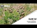 SAVING NIGERIA’S LAST ELEPHANTS - GO WILD