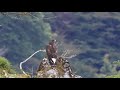 伊吹山のイヌワシ幼鳥「サーナ」2024年9月飛行技術を磨く