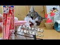 ちゅ～るを舐めるのが苦手な猫必見!!!!【もっと！ちょーだいスプーン】