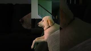 Funny Dogs Compilation That Will Make You Laugh Nonstop #funnydogs #cutedogs #dogvideos