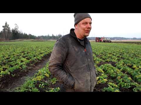 Video: Pasternakan kasvattaminen siemenistä - Opi kylvämään palsternakan siemeniä