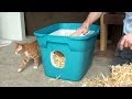 Stray Cat Rescue Tampa