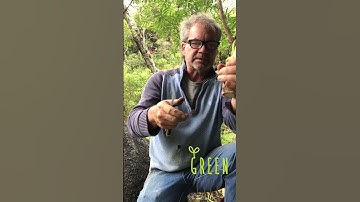 #shorts The parsnip trick! How to keep on growing more parsnip after harvesting the tubers!