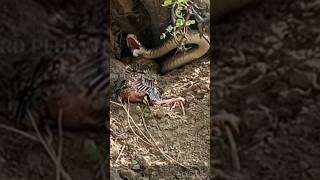 snake vs chicken?shorts youtubeshorts viralvideo