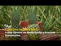 Cosecha de Piña MD2: Punto Óptimo de Maduración y Proceso Poscosecha - TvAgro por Juan Gonzalo Angel