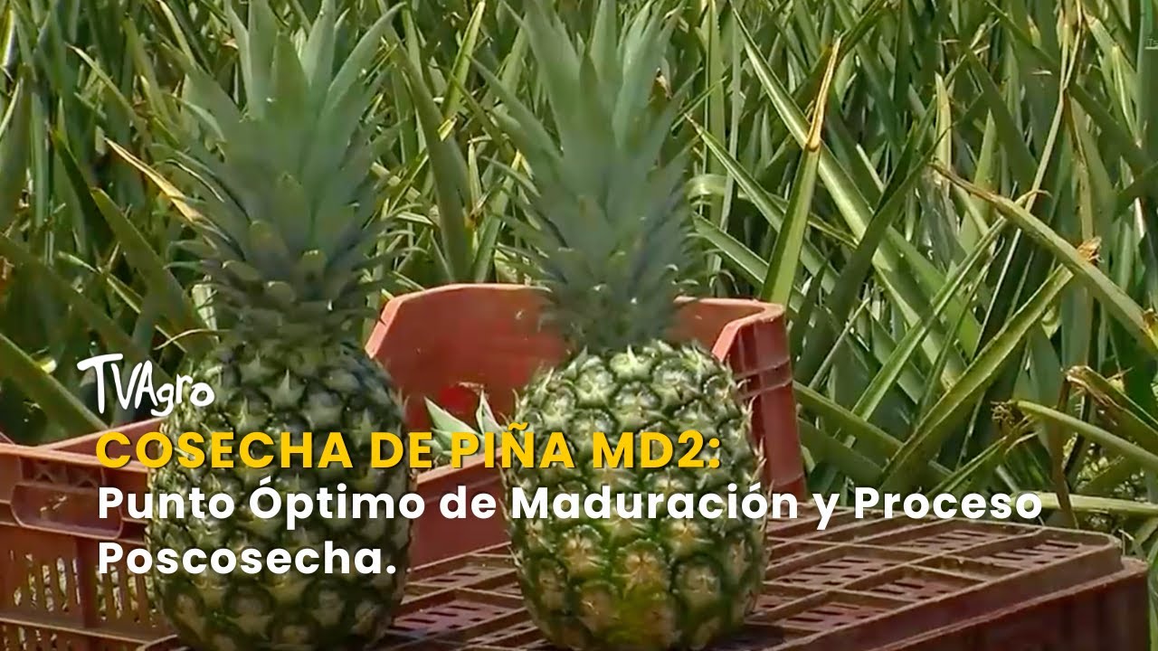 Cosecha de Piña MD2: Punto Óptimo de Maduración y Proceso Poscosecha ...