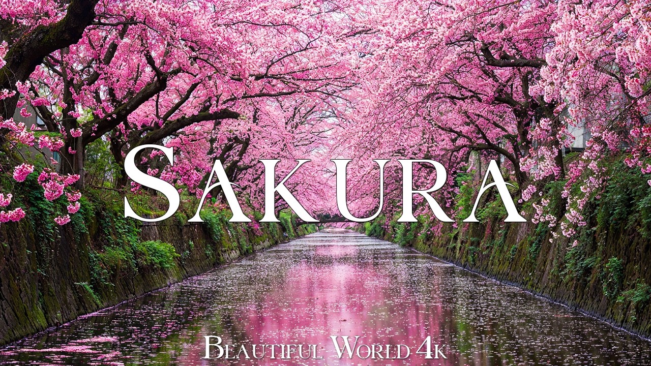 Sakura 4K | Spring Under Cherry Blossom Skies, Pink Blossom Rivers & Petal Rain