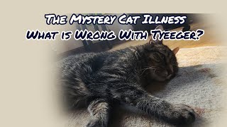 The Mystery Cat Illness: What is Wrong With Tyeeger?