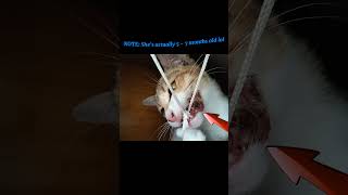 My cat - Sayang