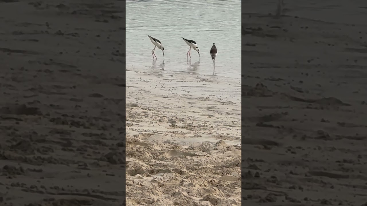 Black-winged Stilts on the shore