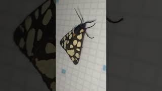 The cute butterfly entered the kitchen.