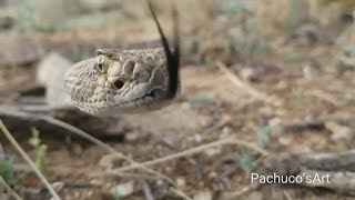 RAW VIDEO: Yikes! Rattlesnake gets up close and personal with camera screenshot 3