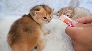 Kitten tries baby food for the first time!