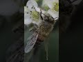 How did this honeybee die? #Honeybee #MacroVideo #macro #nature #bug #bee #insects