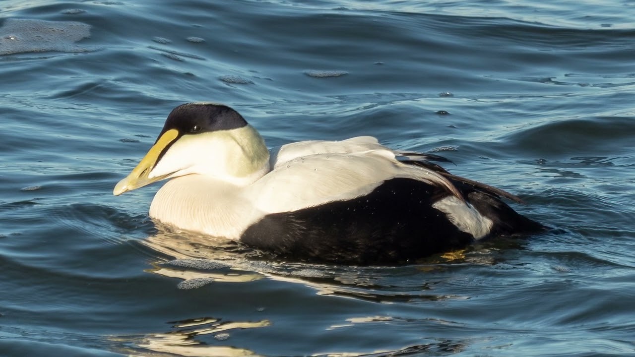 Birdhoven: Common Eider