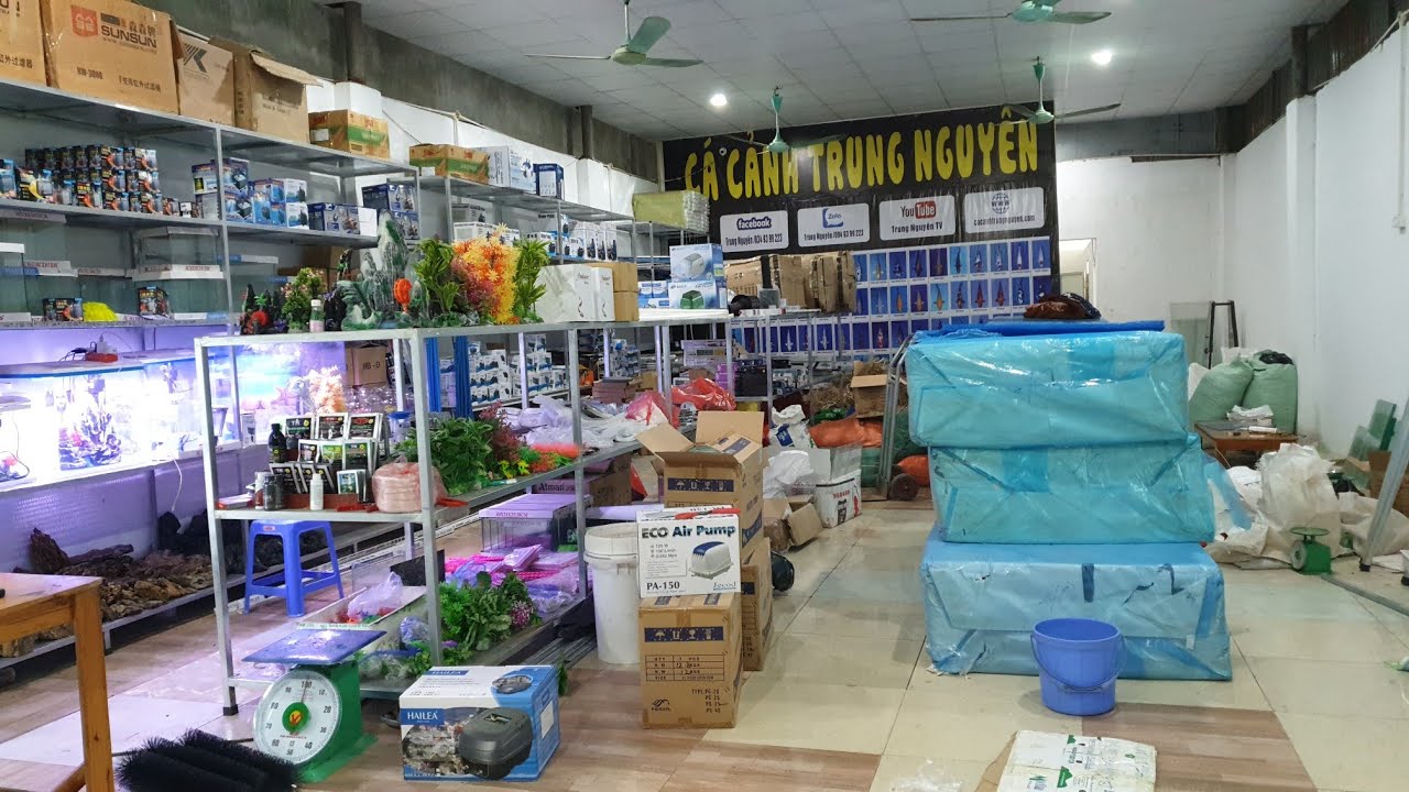 địa chỉ bán cá cảnh tại hà nội 2022 Update Giới thiệu các Sản Phẩm Phụ Kiện tại Cá Cảnh Trung Nguyên. Đc 265 Lai xá. Hà nội.