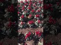 The prophetic garden of heaven - message from Jerusalem
