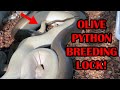 CRACKING THE OLIVE PYTHON BREEDING CODE?