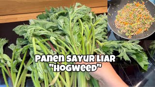 PANEN SAYUR LIAR &amp; MASAK WIESENBÄRENKLAU 🥬