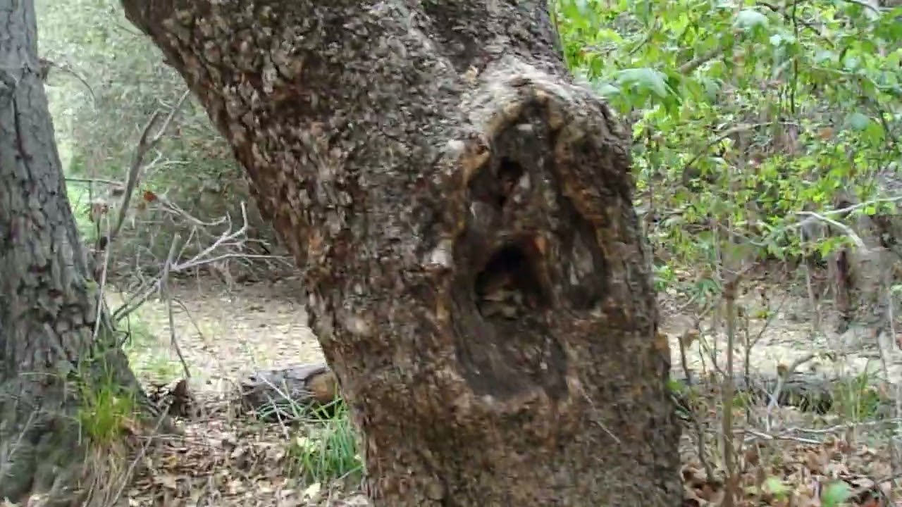 5/25/22: Ode to California Sycamore (Platanus racemosa)- San Clemente Canyon- San Diego