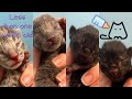 NEWBORN ORPHAN KITTEN CARE // Syringe Feeding, How to Make Sure they are Healthy, and More