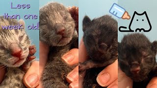 NEWBORN ORPHAN KITTEN CARE // Syringe Feeding, How to Make Sure they are Healthy, and More