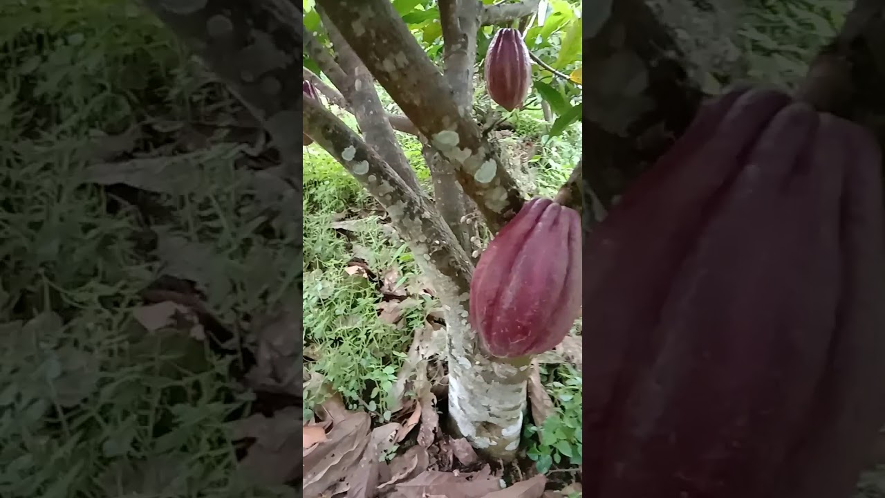 Cara bercocok tanam kakao bc 45 desa awo 