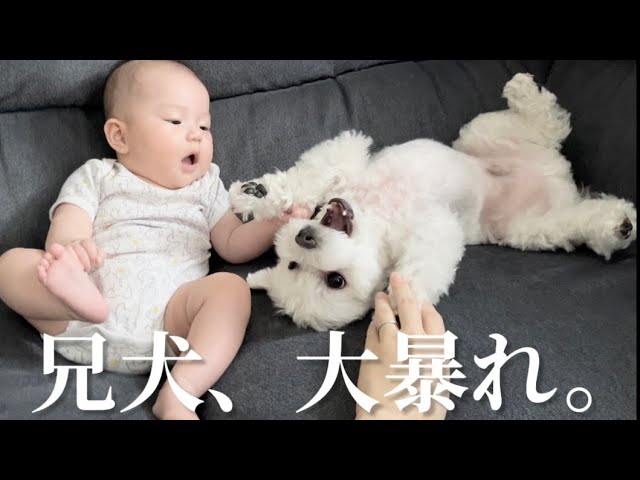 赤ちゃんが好きすぎて我を忘れる兄犬が可愛すぎるww【赤ちゃん