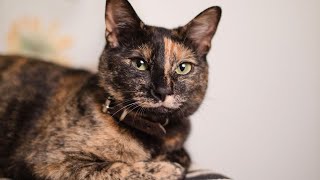 Los gatos Carey: Belleza y Personalidad Únicas