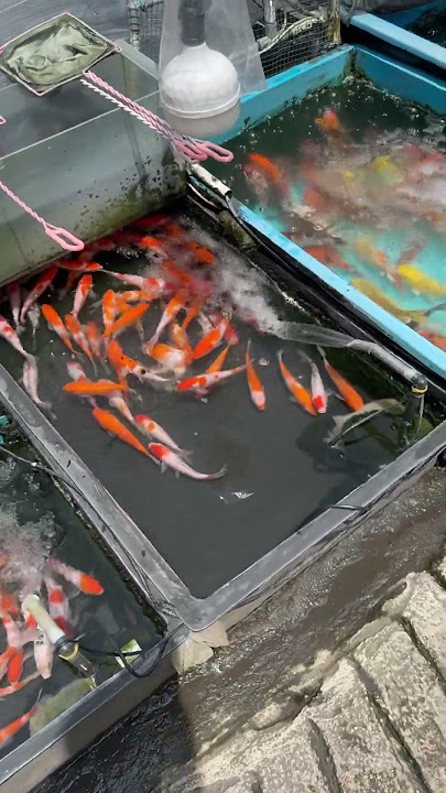 Ikan koi di pasar jatinegara