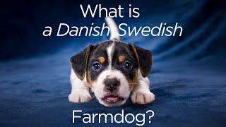 What is a DanishSwedish Farmdog?