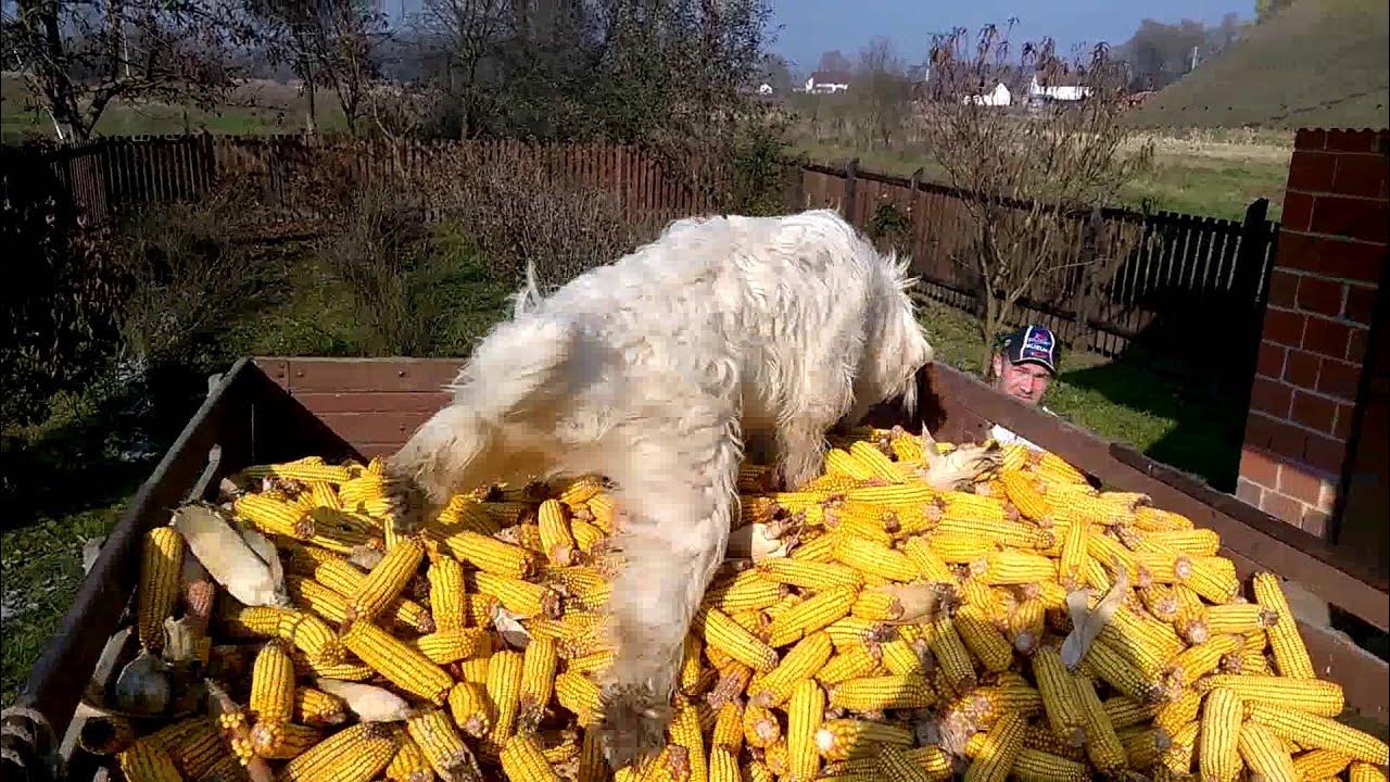 сторожит кукурузу. кукурузу охраняем. кукурузу охраняем. охраняю кукурузу прикол. кукурузу охранять.