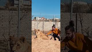 Bu Dişi Aslanı Sevmek İmkansız (Yabancıları Yanaştırmıyor)