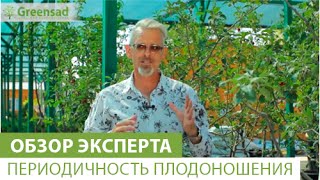 видео Обрезка яблони весной и во время плодоношения