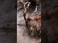 Markhor  then vs now markhor ibex goat wildlife natgeo bbcearth