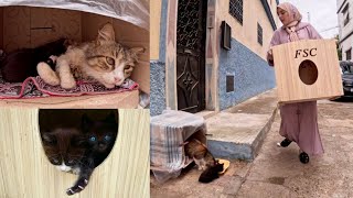 The stray mama cat and her kittens were happy to have a wooden house.