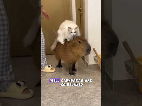 This animal can