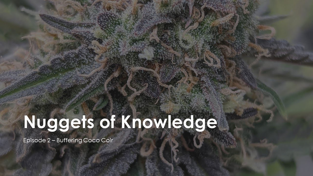 Nuggets of Knowledge Ep2 Buffering Coco Coir