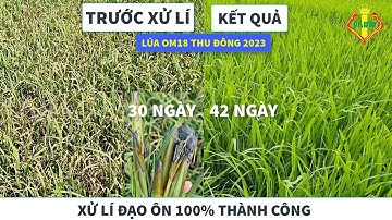 LÚA OM18 ĐẠO ÔN SỤP MẶT: CÁCH XỬ LÍ 100% THÀNH CÔNG - KHÔNG CHẾT CÂY