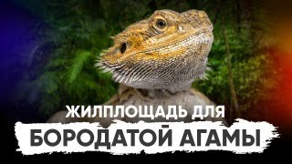 Бородатая агама. Содержание в террариуме и всё самое необходимое